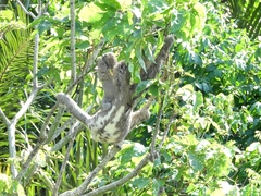 Bradypus variegatus tapajoensis