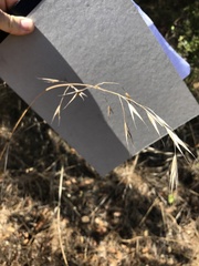 Bromus laevipes