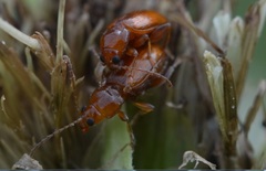 Neocrepidodera transversa
