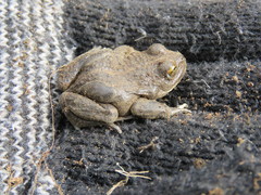 Pleurodema bufoninum