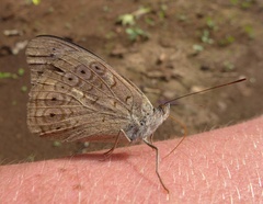 Sevenia occidentalium