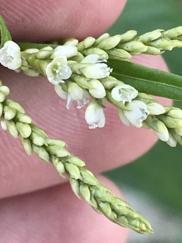 Persicaria lapathifolia iNat (3)