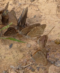 Sevenia occidentalium