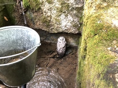 Strix uralensis