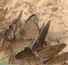 Sevenia occidentalium