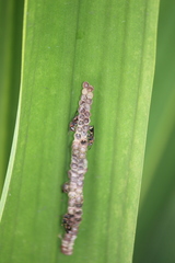 Ropalidia erythrospila