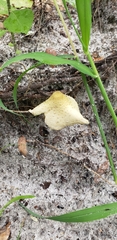 Leucocoprinus birnbaumii image