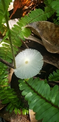 Leucocoprinus fragilissimus image