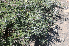Ceanothus cordulatus