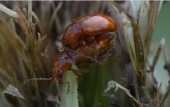 Neocrepidodera transversa