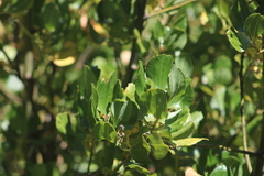 Ceanothus velutinus