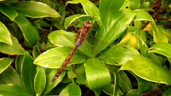 Rhionaeschna diffinis