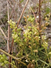 Reseda lutea