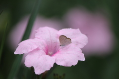 Zizula hylax pygmaea