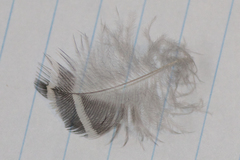 Melanerpes carolinus