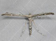 Oidaematophorus grisescens