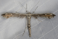 Oidaematophorus grisescens