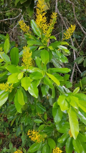 Vochysia guatemalensis (Vochysia guatemalensis)