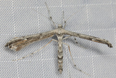 Oidaematophorus grisescens