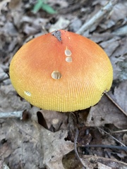 Amanita arkansana