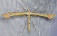 Oidaematophorus occidentalis