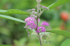 Callicarpa nudiflora