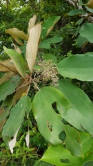 Miconia argentea