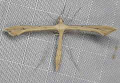 Oidaematophorus occidentalis