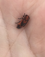 Tetraopes melanurus