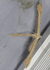 Oidaematophorus occidentalis