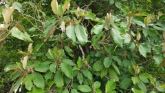 Miconia argentea