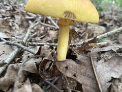Amanita arkansana