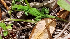 Ctenosaura acanthura