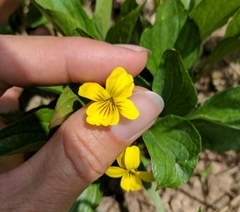 Viola nuttallii