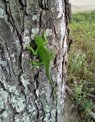 Iguanidae