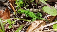 Ctenosaura acanthura