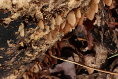 Psathyrella saccharinophila