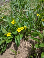 Viola nuttallii