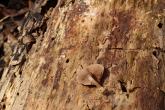 Psathyrella saccharinophila