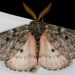 Pandora Pinemoth - Photo (c) Paul G. Johnson, some rights reserved (CC BY-NC-SA), uploaded by Paul G. Johnson
