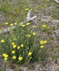 Hibbertia crinita