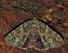 Catocala lacrymosa