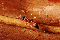 Pseudomyrmex termitarius