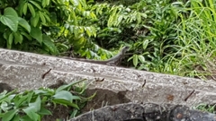 Ctenosaura acanthura