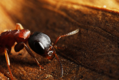 Pseudomyrmex termitarius