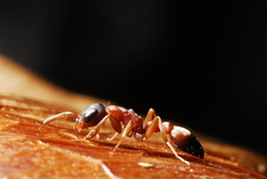 Pseudomyrmex termitarius
