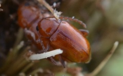 Neocrepidodera transversa