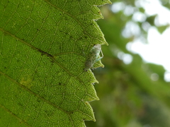 Malacocoris chlorizans
