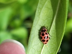 Coleomegilla maculata