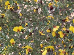 Bossiaea rhombifolia